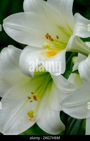 Lilium Weißer Himmel, Lilium longiflorum, Weiß, Lilium, Blüten, Lilien, Blüten, Blumen, Lily Stockfoto