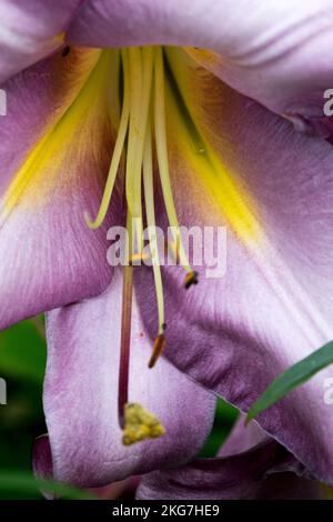 Trompetenlilie, Hybrid, Lilium Pink Perfection, Blume, Nahaufnahme, Pistillen Stockfoto