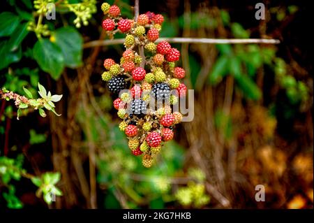Wilde Brombeeren wachsen in den Hecken von Devon Stockfoto