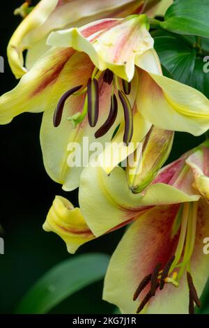 Lilium „Lavon“ Blume Nahaufnahme Porträt Stockfoto