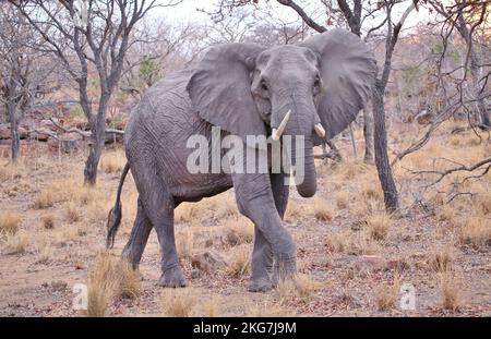 Elefant im südafrikanischen Wildreservat Stockfoto