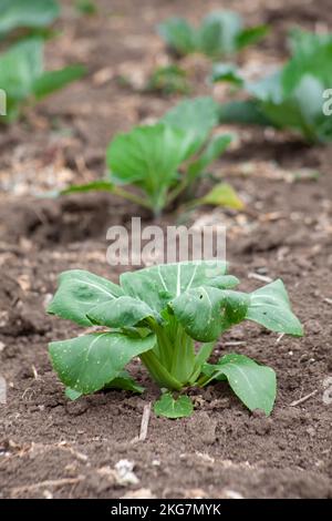 Ein Spatz sitzt auf einem Ast eines blühenden Apfelbaums und schaut aus nächster Nähe nach unten. Stockfoto