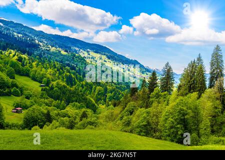 Wald in den Alpen, Klosters-Serneus, Davos, Graubünden Schweiz Stockfoto