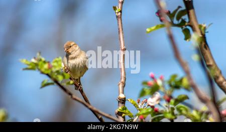 Ein Spatz sitzt auf einem Ast eines blühenden Apfelbaums und schaut aus nächster Nähe nach unten. Stockfoto