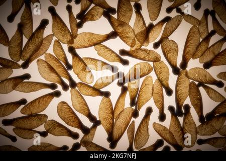 Ein Hintergrundmuster von Sycamorensamen Stockfoto