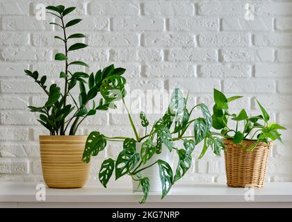 Zimmerpflanze Zamioculcas in einem Blumentopf vor einer weißen Backsteinwand. Heimpflanze Monstera auf weißem Tisch, Nahaufnahme Stockfoto