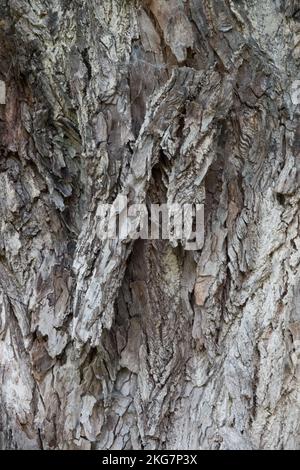 Weiße Flügelnuss, Pterocarya fraxinifolia, Rinde, Textur Stockfoto