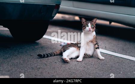 Süße streunende Katze, die auf einem Parkplatz neben einem Autorad lag Stockfoto