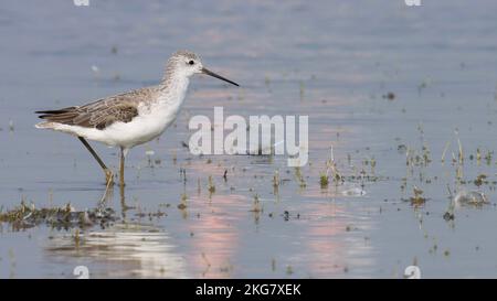 Grünhaarwaten im Flusswasser. Vogel am Strand. Tringa nebularia. wasservogel. Stockfoto