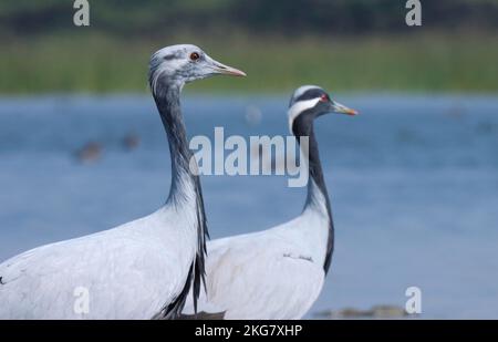 Nahaufnahme von Demoiselle Crane. Grus virgo. Anthropoiden jungfrau. Kran. wasservogel. Grauer und schwarzer Vogel. Ein Vogel. Stockfoto