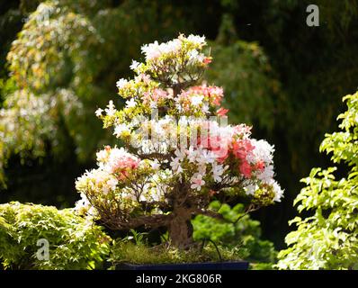 Eine selektive Fokusaufnahme von Satsuki Azalea mit rosa und weißen Blüten im Garten Stockfoto