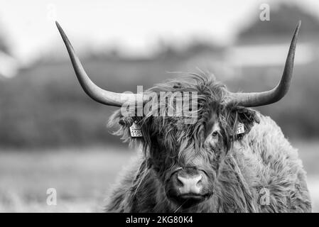 Den Helder, Niederlande. November 2022. Highlander-Rinder in freier Wildbahn. Hochwertige Fotos Stockfoto