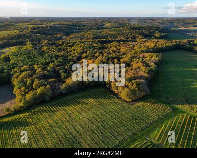 Luftaufnahme Bordeaux Weinberg und Wald bei Sonnenaufgang, Film per Drohne im Herbst, Entre deux mers Stockfoto