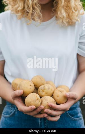 Junge frisch gegrabene Kartoffeln in weiblichen Händen. Nahaufnahme im Hochformat. Farm Bio-Herbstgemüse. Stockfoto