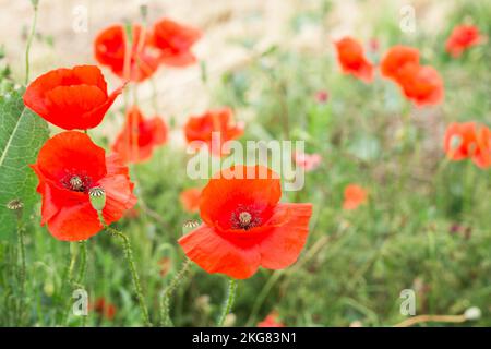 Nahaufnahme einer roten Mohnblume auf dem Feld Stockfoto