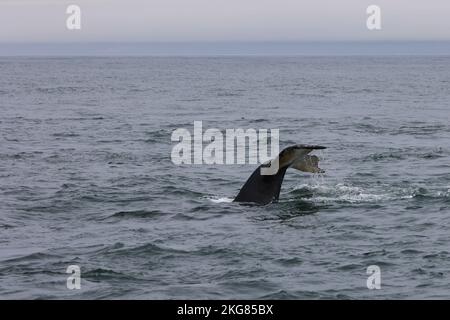 Buckelwal-Welpe in der Bay of fundy, Kanada Stockfoto