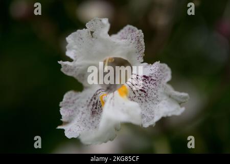 Nahaufnahme einer Blütenblüte des nördlichen Katalapas Stockfoto