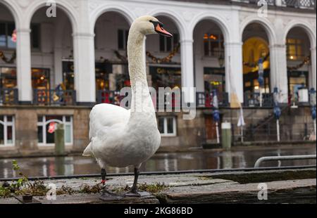 Hamburg, Deutschland. 22.. November 2022. Ein Schwan sitzt auf einem Ponton vor den Alster-Arkaden. Bei sinkenden Temperaturen kehren die Alsterschwäne in ihre Winterquartiere am Mühlenteich Eppendorf zurück. Quelle: Ulrich Perrey/dpa/Alamy Live News Stockfoto