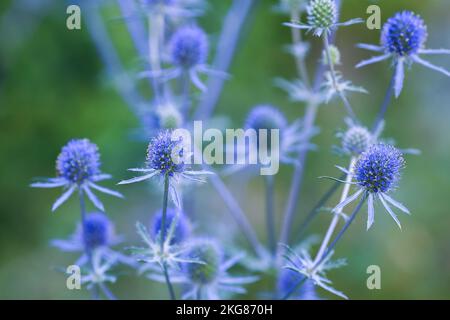 Eryngium planum, die blaue Eryngo- oder Flachsteinhöhle, ist eine Pflanze der Familie Apiaceae, die aus dem Gebiet stammt, das Zentral- und Südosteuropa umfasst Stockfoto