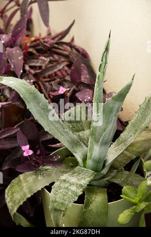 Ein städtischer Garten mit Aloe-Aloe-Pflanze, an der sich Tautropfen über die Oberfläche Rollen und viele Stacheln an den Kanten und im Hintergrund einige Zweige des Gewerbes Stockfoto