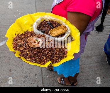 Eine Frau verkauft Chapullines oder geröstete Heuschrecken auf dem Markt in Zaachila, Mexiko. Chapulines sind Grashüpfer, die auf einem comal-Grill getoastet werden Stockfoto