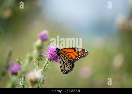 Ein Monarch-Schmetterling ruht auf einer Distelpflanze Stockfoto