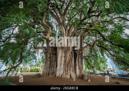 Der Tule-Baum in Santa Maria del Tule, Oaxaca Mexico, hat den breitesten Stamm aller Bäume der Welt. Es ist eine Montezuma Cypress, die vermutlich gewettet ist Stockfoto