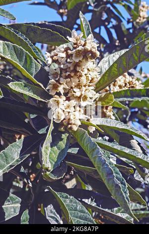 Detail der Blüten und Blätter des Wollholzbaums, Eriobotrya japonica, Rosaceae Stockfoto