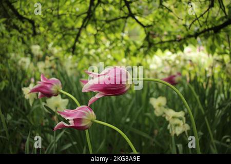 Verblasste rosa Tulpe in einem schattigen Garten Stockfoto