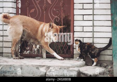 Unglaubliche Freundschaft zwischen Katzen und Hunden, Bekanntschaft und Interesse an einem neuen Freund Stockfoto