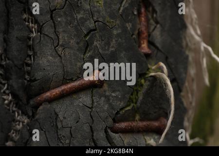 Rostige, verbogene Nägel, die in ein altes, zerkratztes Brett gehämmert wurden Stockfoto