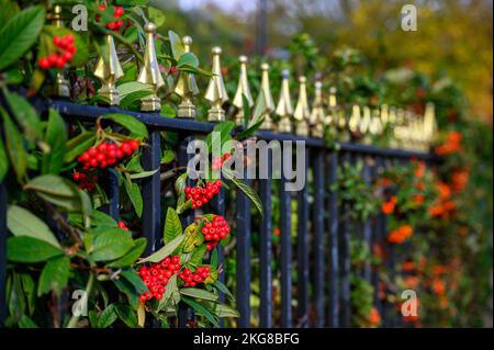 Rote Weißdornbeeren auf einer Hecke hinter schwarzen Geländern. Herbst- oder Winterszene mit roten Beeren. Geringe Schärfentiefe. Stockfoto
