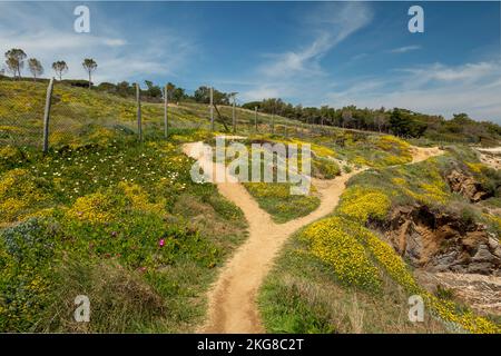 Saint-Tropez Küstenweg gesäumt von Blumen mit Blick auf das Meer zwischen den Stränden von Moutte und Salins Stockfoto