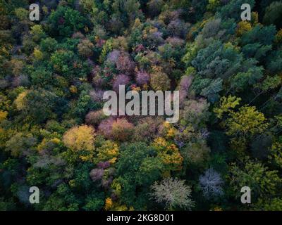 Eine atemberaubende Landschaft eines lebendigen bunten Waldes von oben, Drohne geschossen Stockfoto