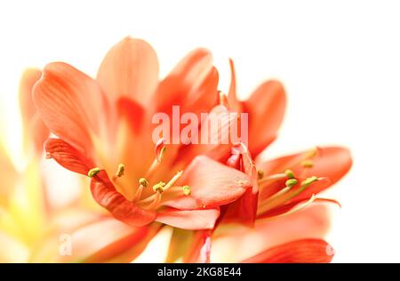 Orangefarbene clivia-Blumen. Wunderschöne Kaffirlilie (Clivia miniata) Blumen in voller Blüte. Stockfoto