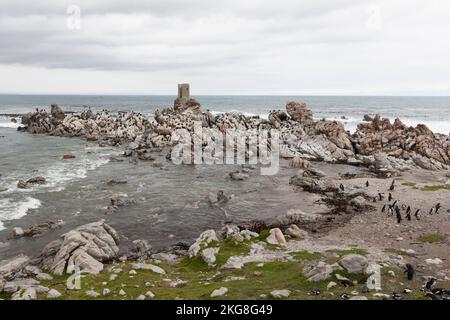 Südafrika, Westkap, Pinguinkolonie in Bettys Bay Stockfoto