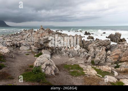 Südafrika, Westkap, Pinguinkolonie in Bettys Bay Stockfoto
