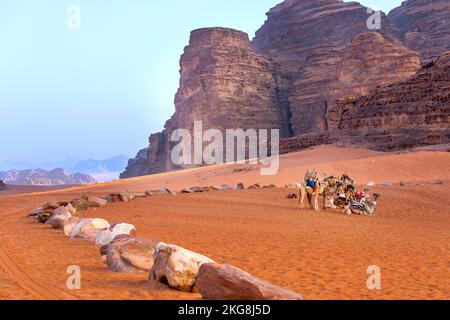 Jordanien, Kamelkarawane ruht in der majestätischen Wadi Rum Wüste, Tal des Mondes. Landschaft mit Sandsteinfelsen Stockfoto