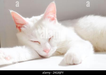 Die weiße reinrassige Katze schläft in Sonnenstrahlen auf weißem Fensterbrett. Japanische Bobtail-Katze liegt auf weißer Oberfläche und schloss ihre Augen. Saubere und gepflegte Katze ruht in einem gemütlichen und warmen Ort. Stockfoto