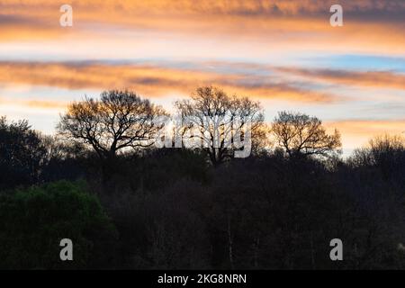 Bäume im Staunton Harold Reservoir an der Grenze zu Derbyshire Leicestershire, umgeben von einem wunderschönen Sonnenaufgang Stockfoto