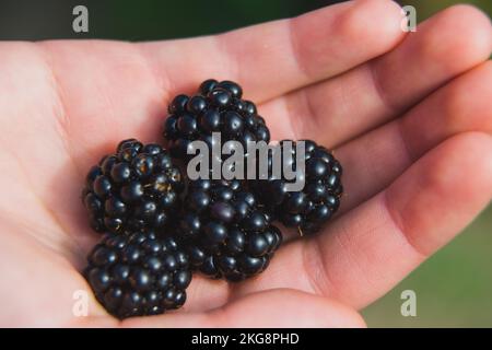 Eine Handvoll Brombeeren in der Hand einer Frau. Stockfoto