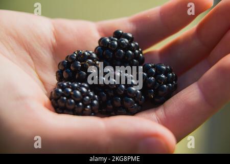 Eine Handvoll Brombeeren in der Hand einer Frau. Stockfoto