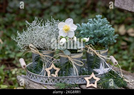 Arrangement mit helleborus niger, Kissenbusch und japanische Zypresse in Zinktöpfen im Wintergarten Stockfoto