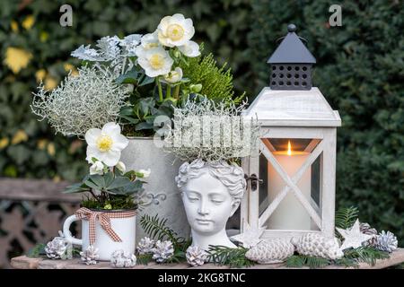 Wintergartengestaltung mit Kissenbusch und helleborus niger und Vintage-Laterne Stockfoto