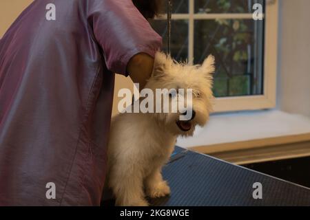 Foto von West Highland White Terrier Grooming Stockfoto