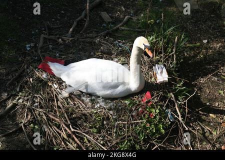 Ein stummer Schwan (Cygnus olor), der auf Eiern in einem Nest sitzt. Stockfoto