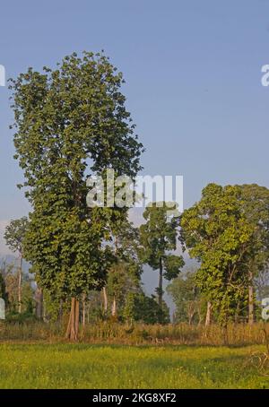 Frühstadien der Landwirtschaft im kürzlich teilweise abgeholten Wald Arunachal Pradesh, Indien Februar Stockfoto