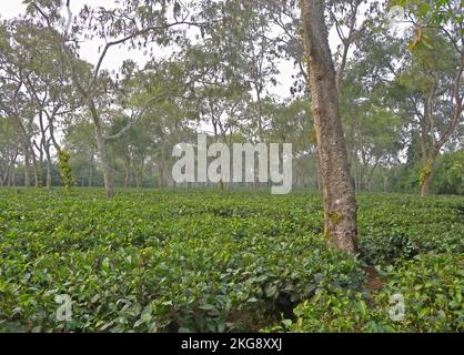 Teeplantage mit schattigen Bäumen in der Nähe von Kaziranga, Assam, Indien Januar Stockfoto