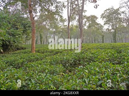 Teeplantage mit schattigen Bäumen in der Nähe von Kaziranga, Assam, Indien Januar Stockfoto