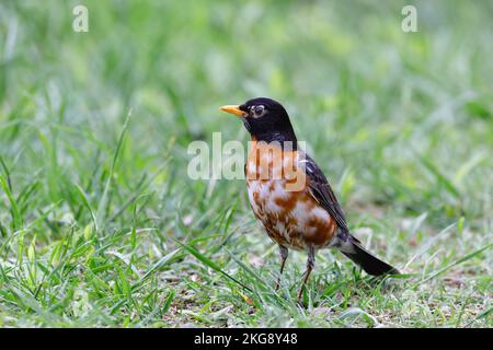 Eine Nahaufnahme eines amerikanischen Rotkehlchen auf dem grünen Rasen. Turdus migratorius. Stockfoto